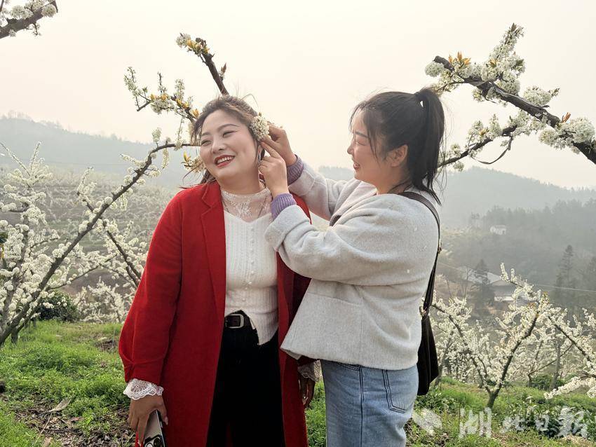 竹溪县水坪镇“李遇春天”李花节浪漫开幕 - 湖北日报新闻客户端