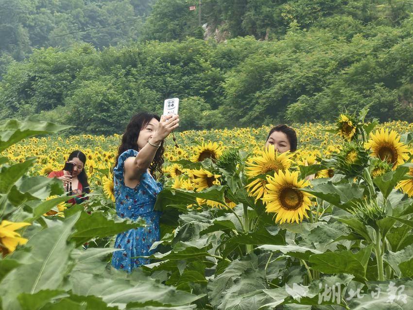 夏日限定金色浪漫 丹江口市凉水河镇葵花海向阳盛放 - 湖北日报新闻客户端
