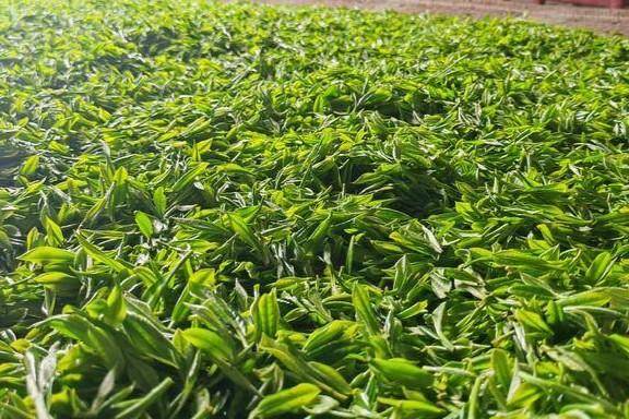 刚采摘的新鲜茶叶