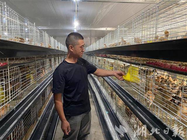 仙桃家庭农场:江汉平原沃土上的种养结合与本地生鲜供应